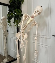 High Quality Human Skeleton Bending Design 180 CM