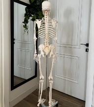 High Quality Human Skeleton Bending Design 180 CM