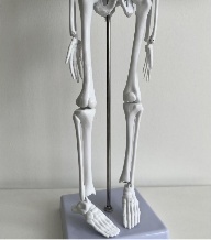 High Quality Human Skeleton Model 45 CM