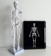 High Quality Human Skeleton Model 45 CM