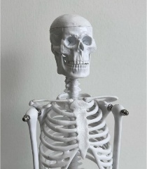 High Quality Human Skeleton Model 45 CM