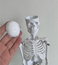 High Quality Human Skeleton Model 45 CM
