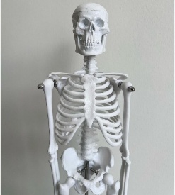 High Quality Human Skeleton Model 45 CM