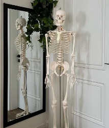 High Quality Human Non-Bending Skeleton 180 CM