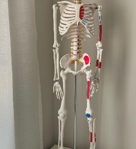 High Quality Human Skeleton Model with Heart Artery and Nerves 85 CM