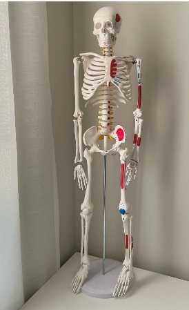 High Quality Human Skeleton Model with Heart Artery and Nerves 85 CM