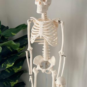High Quality Human Skeleton Model 85 CM
