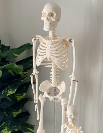 High Quality Human Skeleton Model 85 CM