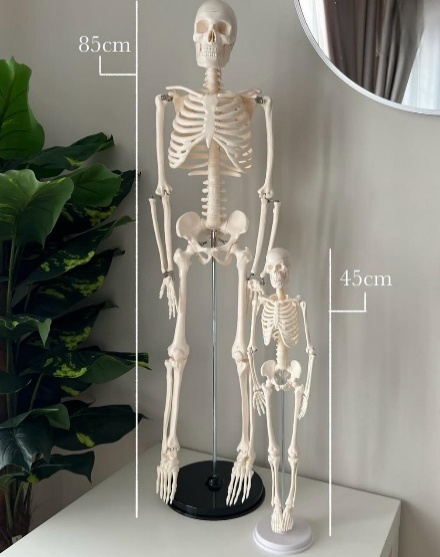 High Quality Human Skeleton Model 85 CM