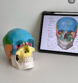 Anatomical Colored Skull Model Life Size Adult Simulation Skull