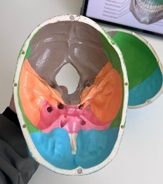Anatomical Colored Skull Model Life Size Adult Simulation Skull