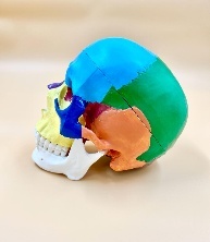 Anatomical Colored Skull Model Life Size Adult Simulation Skull