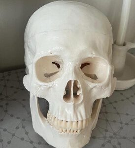 Anatomical White Skull Model Life Size Adult Simulation Skull