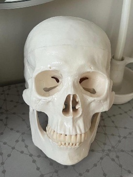 Anatomical White Skull Model Life Size Adult Simulation Skull