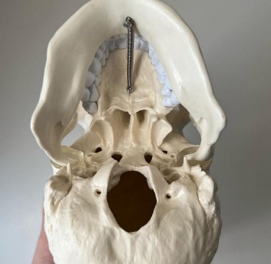 Anatomical White Skull Model Life Size Adult Simulation Skull