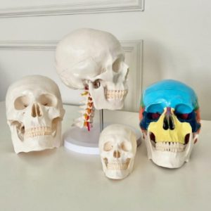 Anatomical Mini Size White Skull Model