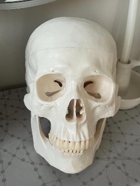 Anatomical Mini Size White Skull Model