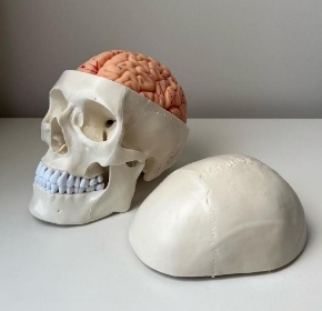 Accurate Medical Science Anatomy of Full Life-Size Skull and Brain for Teaching Purposes