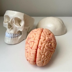 Accurate Medical Science Anatomy of Full Life-Size Skull and Brain for Teaching Purposes