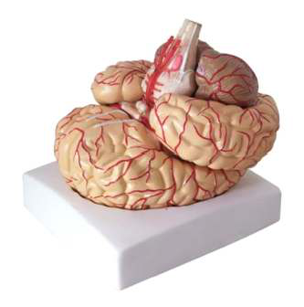 Accurate Medical Science Anatomy of Full Life-Size Skull and Brain for Teaching Purposes