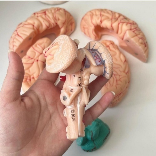 Accurate Medical Science Anatomy of Full Life-Size Skull and Brain for Teaching Purposes