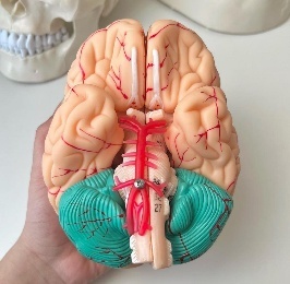 Full Anatomical Brain Model