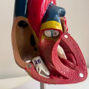 Anatomical Heart Model for Medical Science