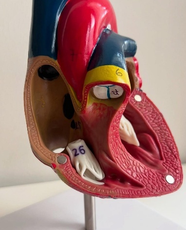 Anatomical Heart Model for Medical Science