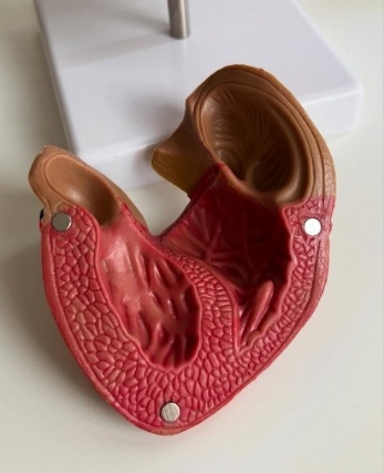 Anatomical Heart Model for Medical Science