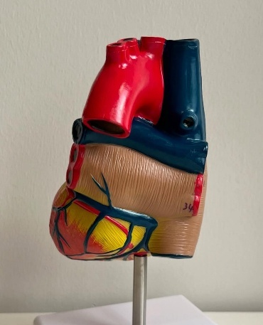 Anatomical Heart Model for Medical Science