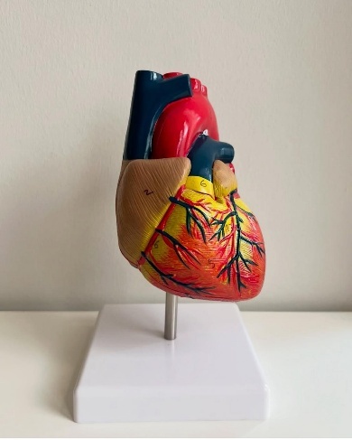 Anatomical Heart Model for Medical Science