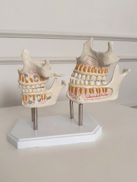 Teeth Eruption Stages Oral Maxilla and Mandible