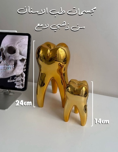 Gold Tooth Model for Decoration - Big Size