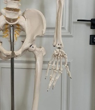 High Quality Human Skeleton Bending Design 180 CM
