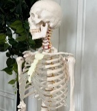 High Quality Human Skeleton Bending Design 180 CM