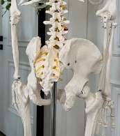 High Quality Human Skeleton Bending Design 180 CM