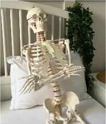 High Quality Human Skeleton Bending Design 180 CM